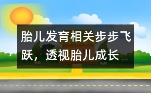 胎兒發(fā)育相關(guān)：步步飛躍，透視胎兒成長(zhǎng)