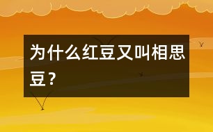 為什么紅豆又叫“相思豆”？