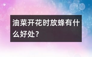 油菜開花時放蜂有什么好處？