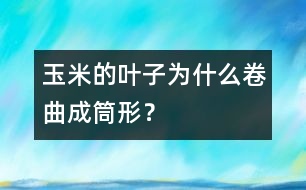 玉米的葉子為什么卷曲成筒形？