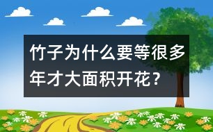 竹子為什么要等很多年才大面積開花？
